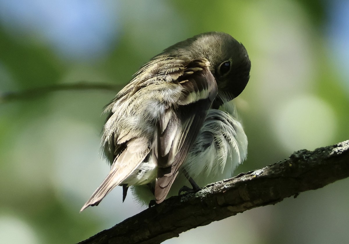 Acadian Flycatcher - ML620465475