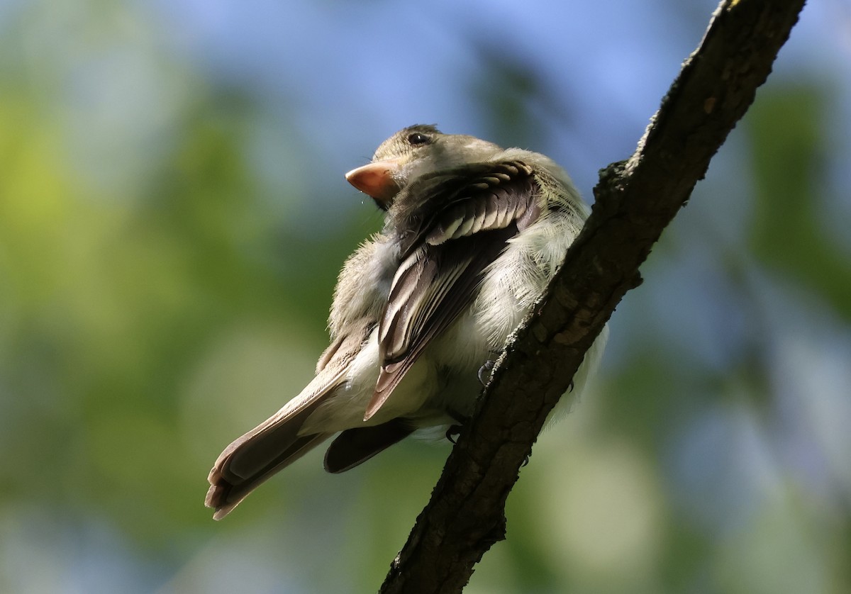 Acadian Flycatcher - ML620465477