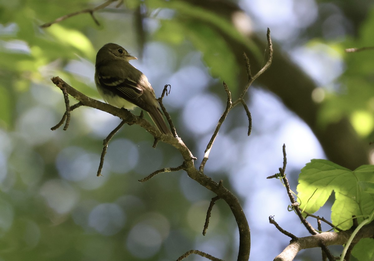 Acadian Flycatcher - ML620465480