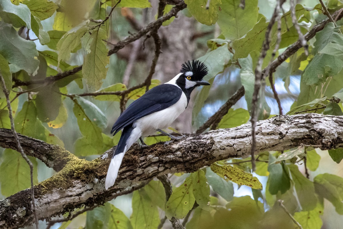 Tufted Jay - Jodi Boe