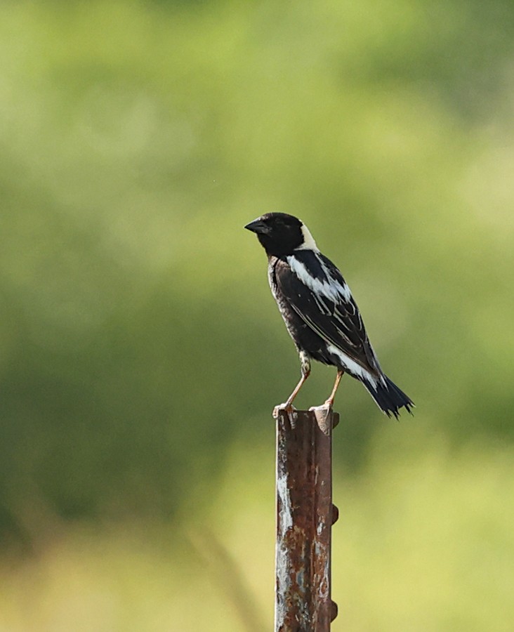 Bobolink - Donna Lorello