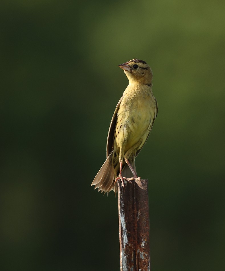 Bobolink - ML620465489