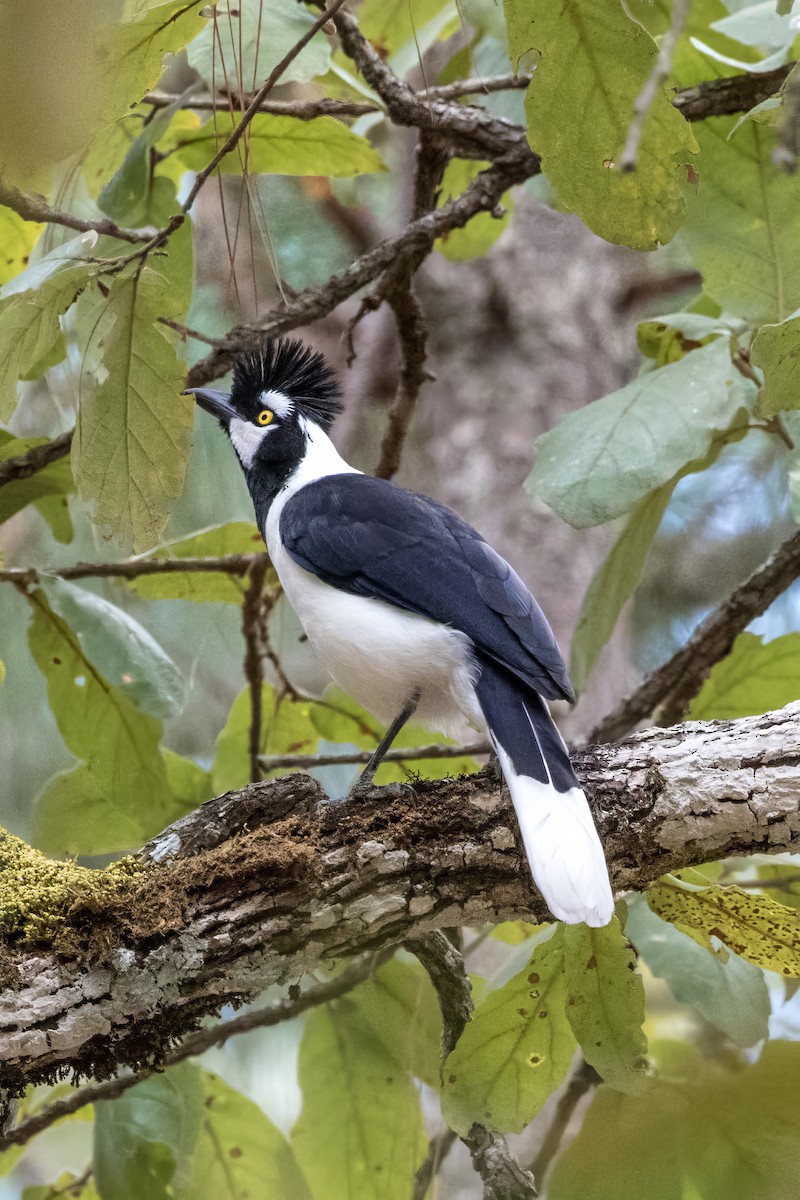 Tufted Jay - ML620465490