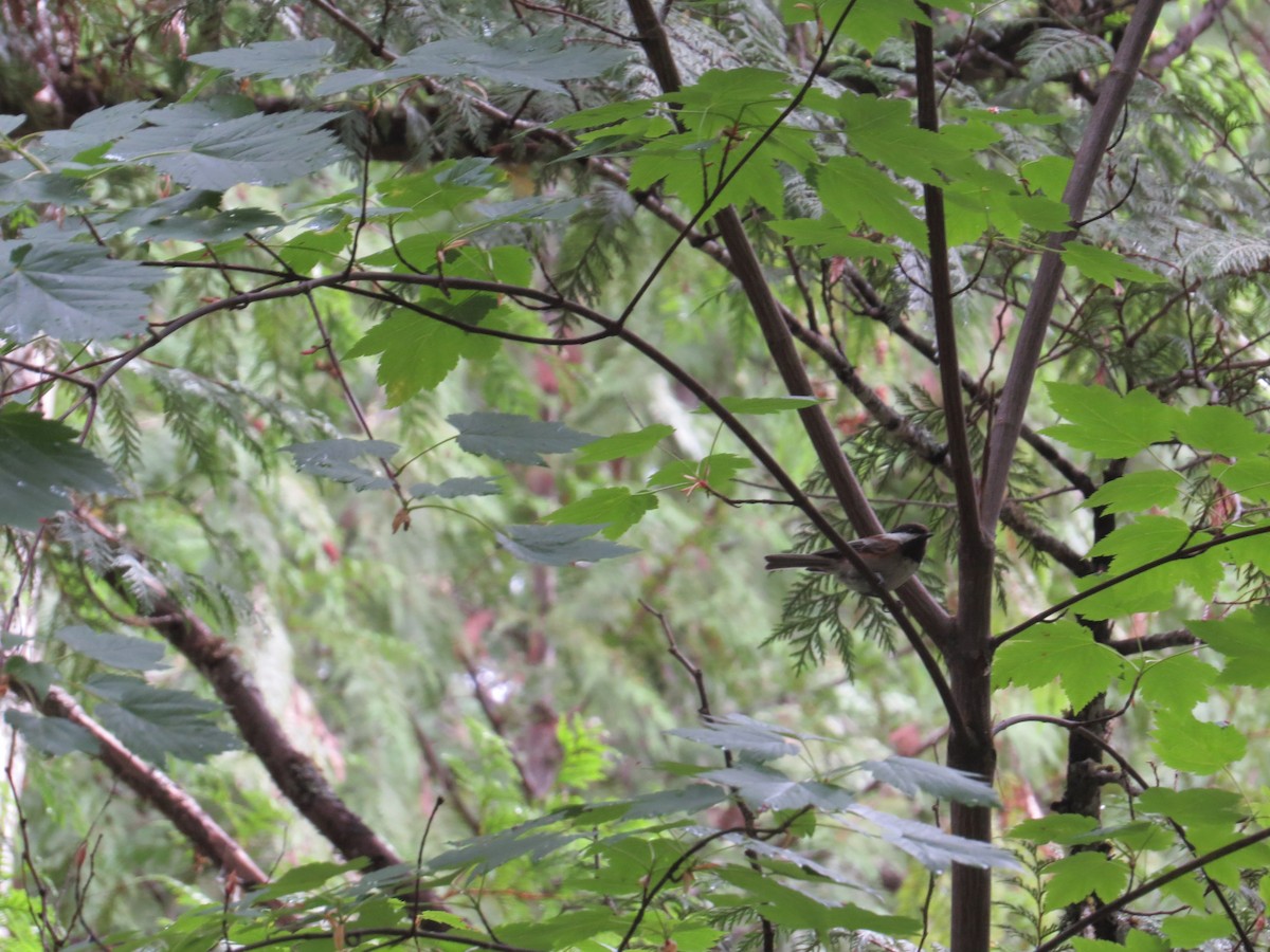 Chestnut-backed Chickadee - ML620465491