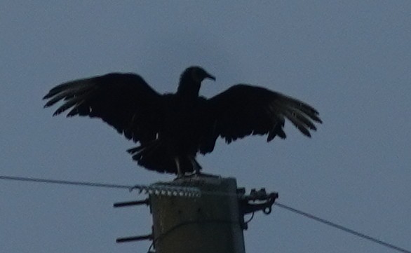 Black Vulture - ML620465497