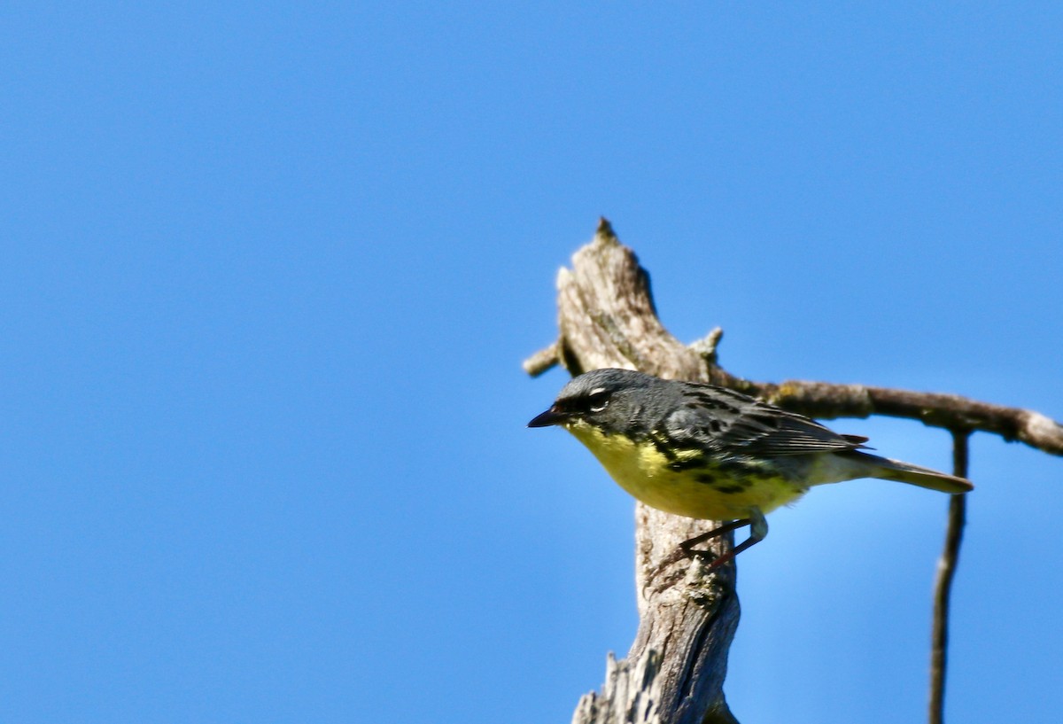 Kirtland's Warbler - ML620465502