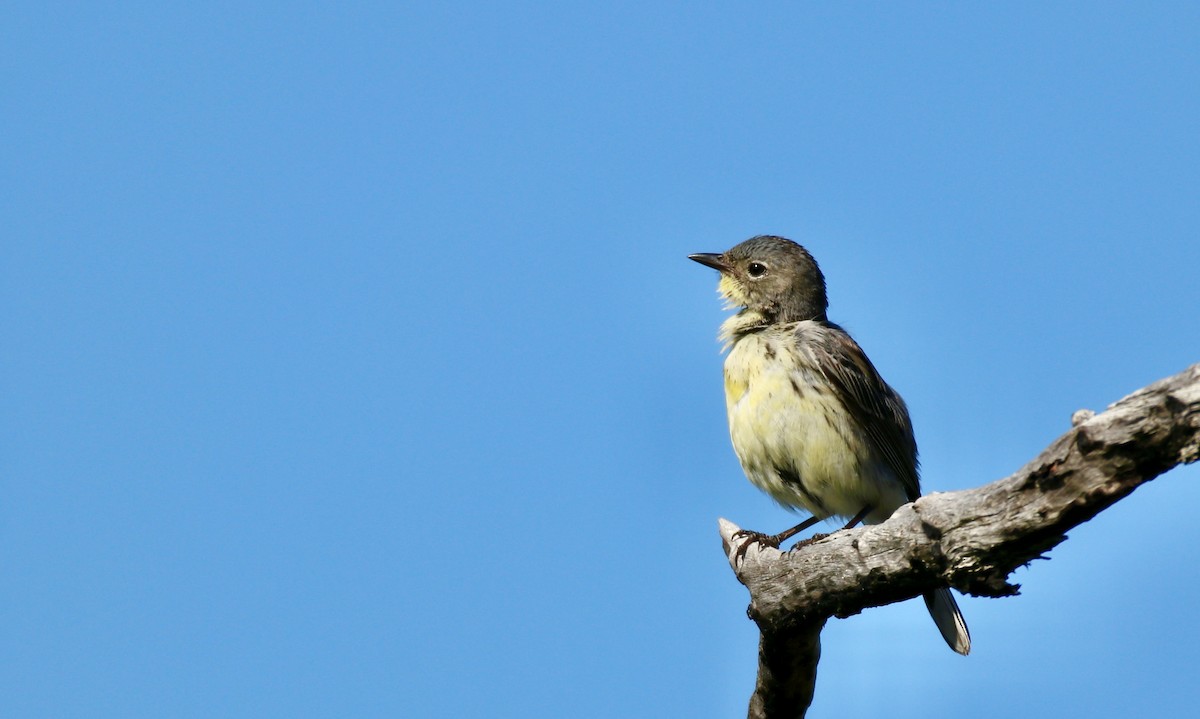 Kirtland's Warbler - ML620465505