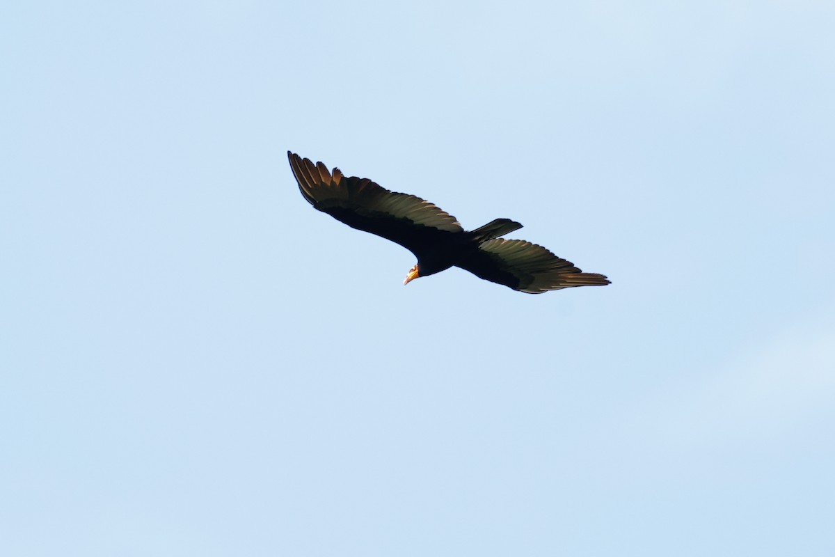 Greater Yellow-headed Vulture - ML620465506