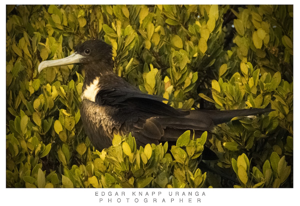 Magnificent Frigatebird - ML620465507