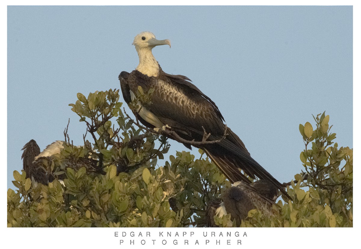 Magnificent Frigatebird - ML620465508