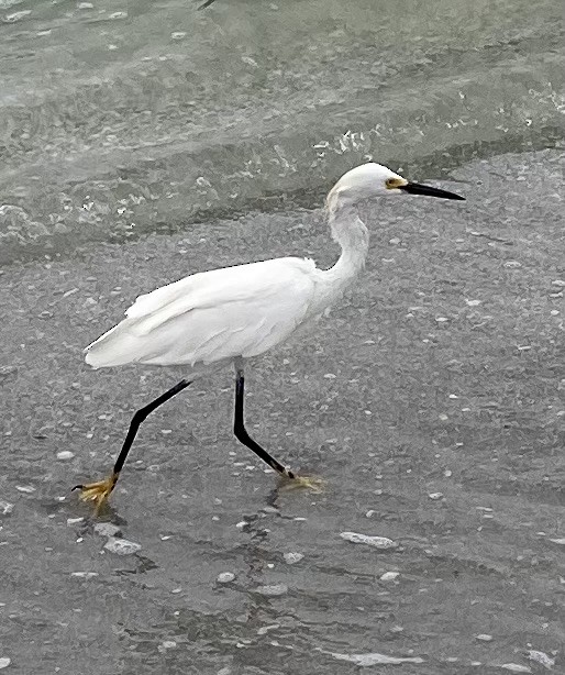 Snowy Egret - cindy schulz