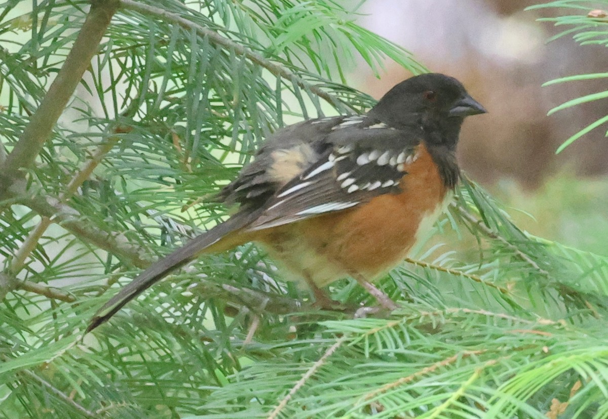 Spotted Towhee - ML620465518