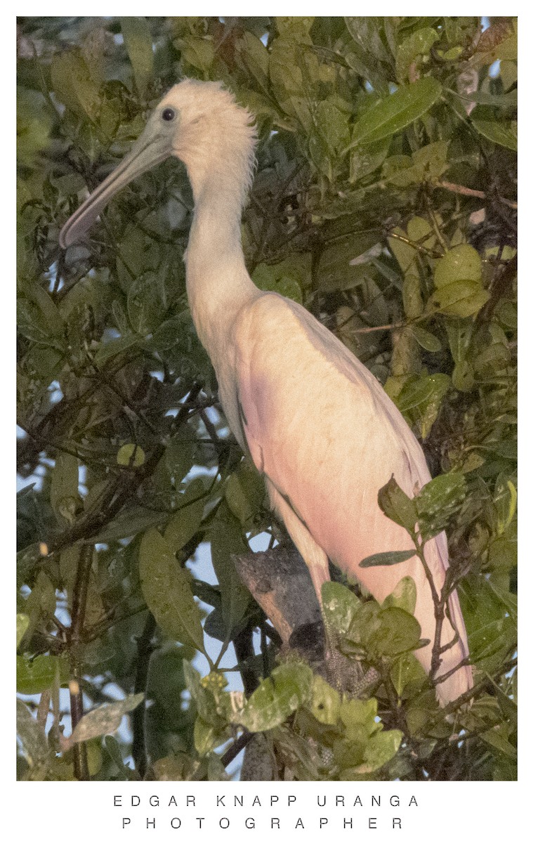 Roseate Spoonbill - ML620465521