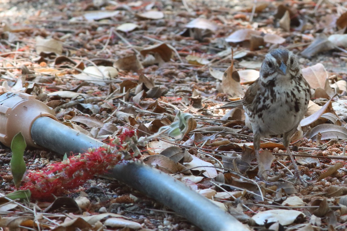 Song Sparrow - ML620465522