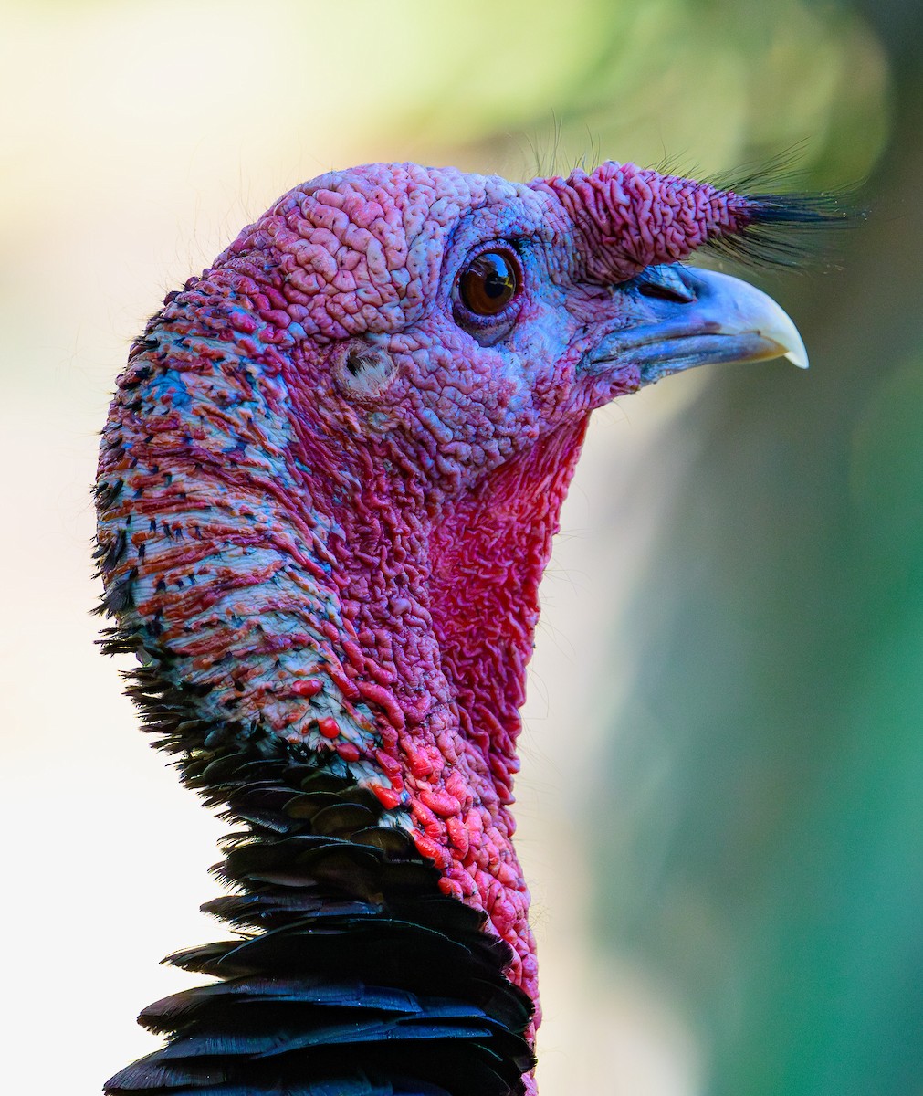 Wild Turkey - ML620465524