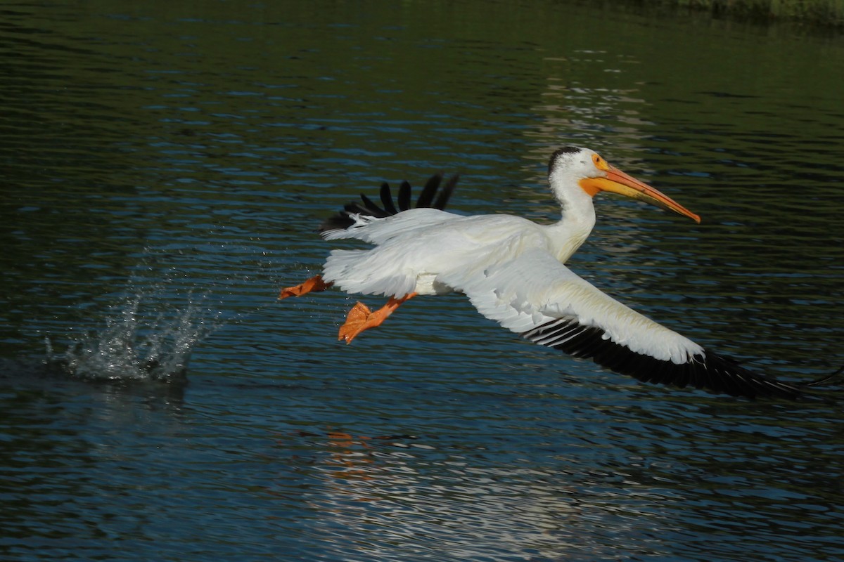 American White Pelican - ML620465528