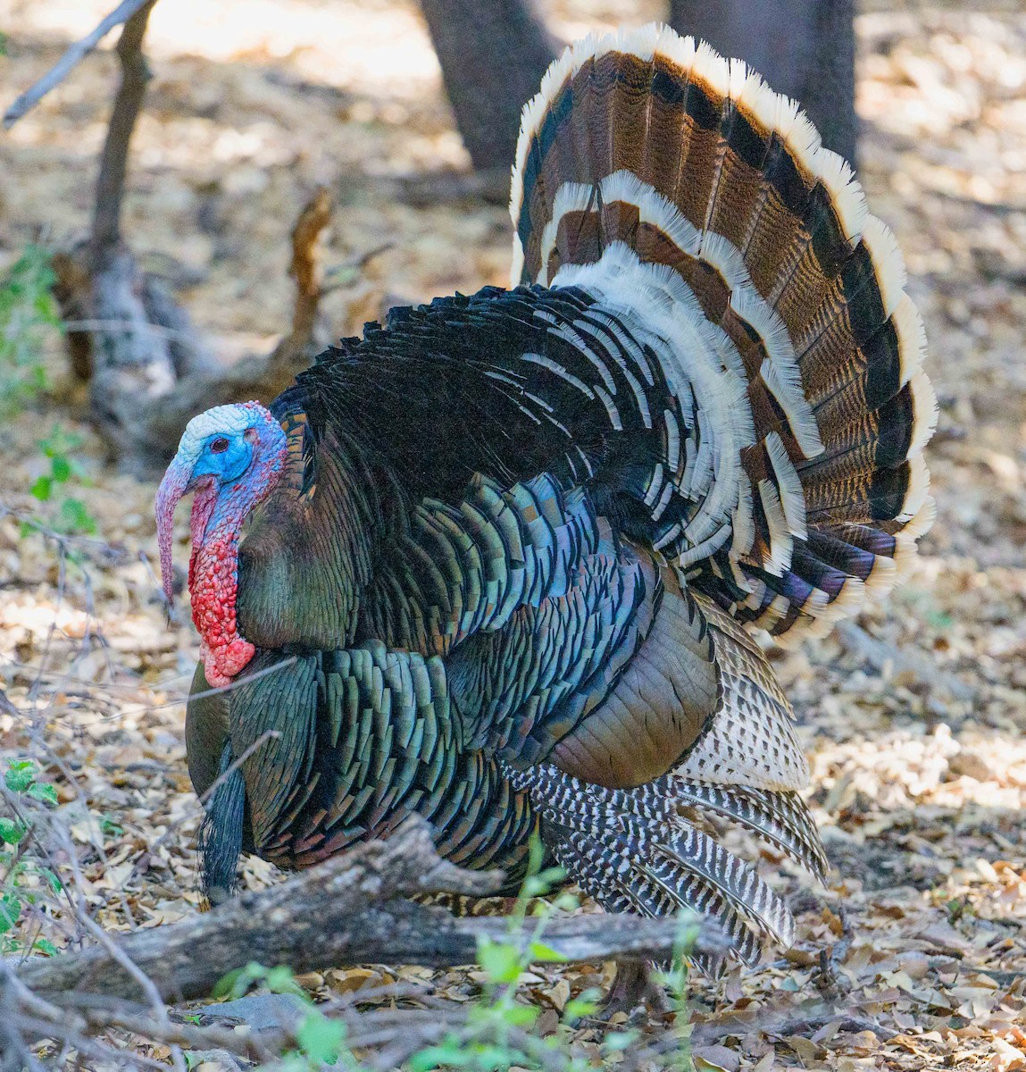 Wild Turkey - ML620465529