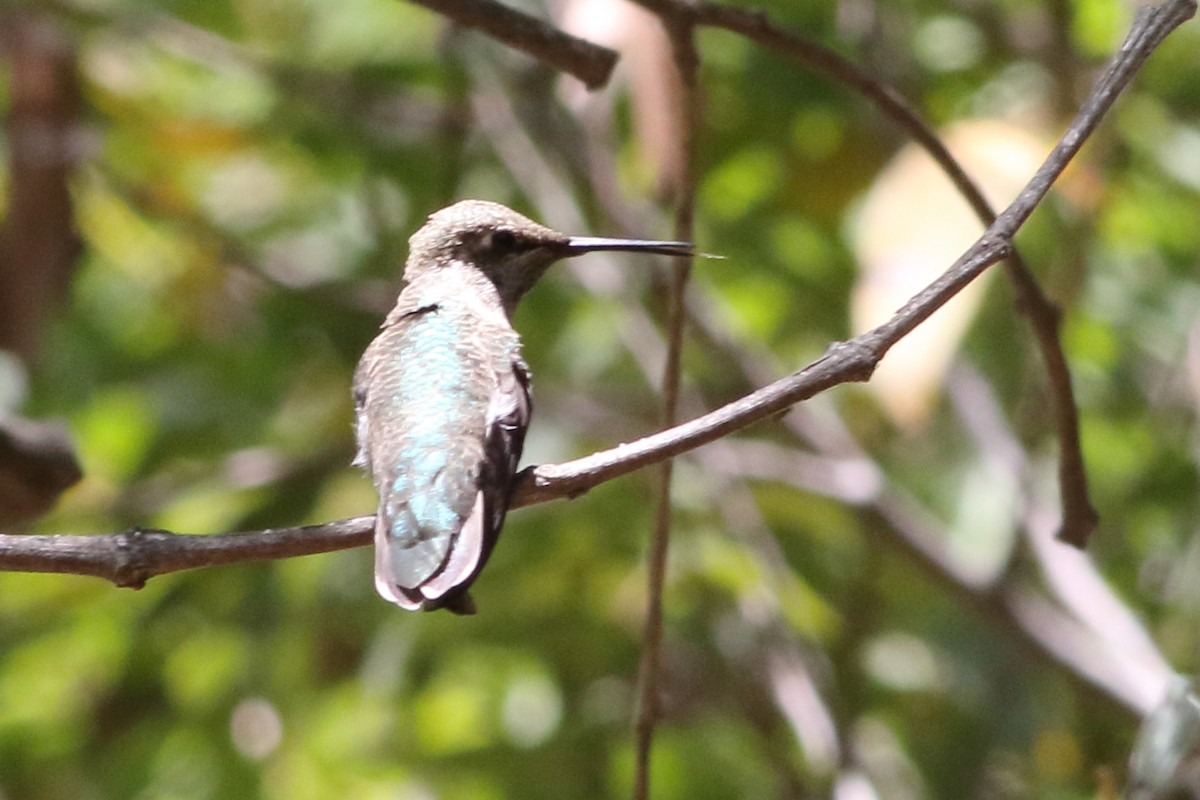 Black-chinned Hummingbird - ML620465531