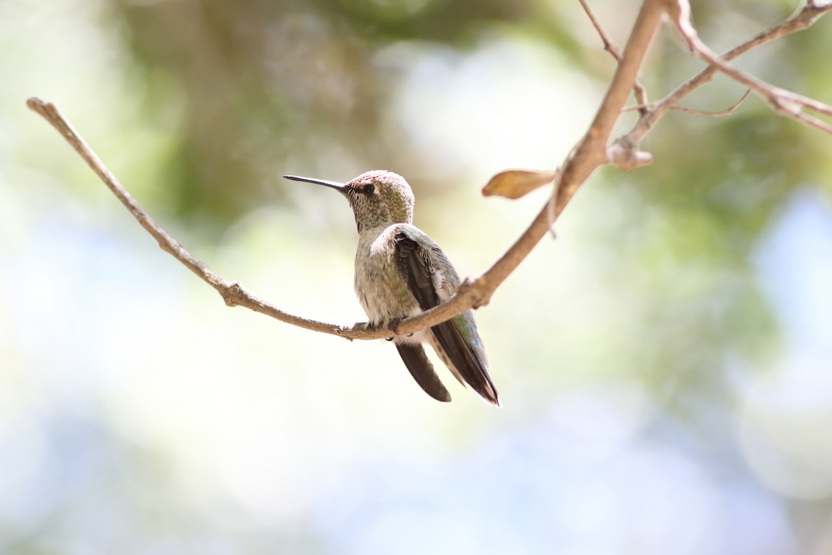 Black-chinned Hummingbird - ML620465532
