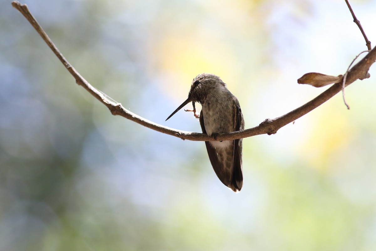 Black-chinned Hummingbird - ML620465533