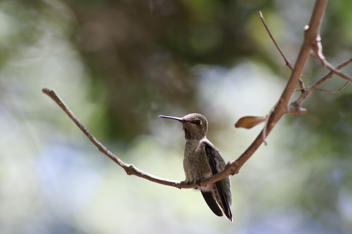 Black-chinned Hummingbird - ML620465534
