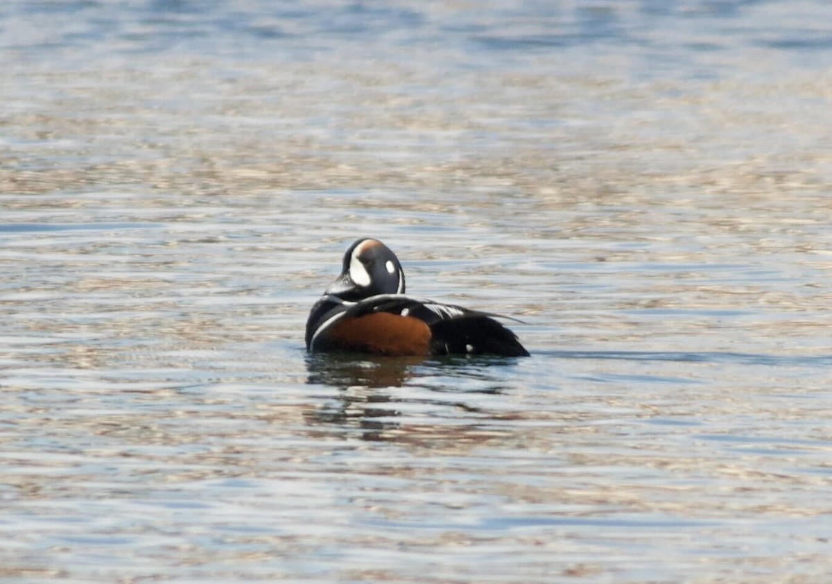 Harlequin Duck - ML620465537