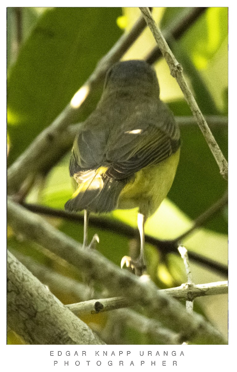 Yellow-green Vireo - ML620465540