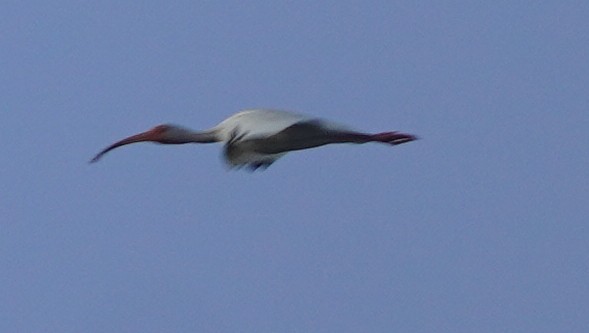 ibis bílý - ML620465541