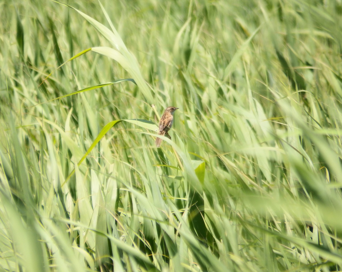 Marsh Grassbird - ML620465550