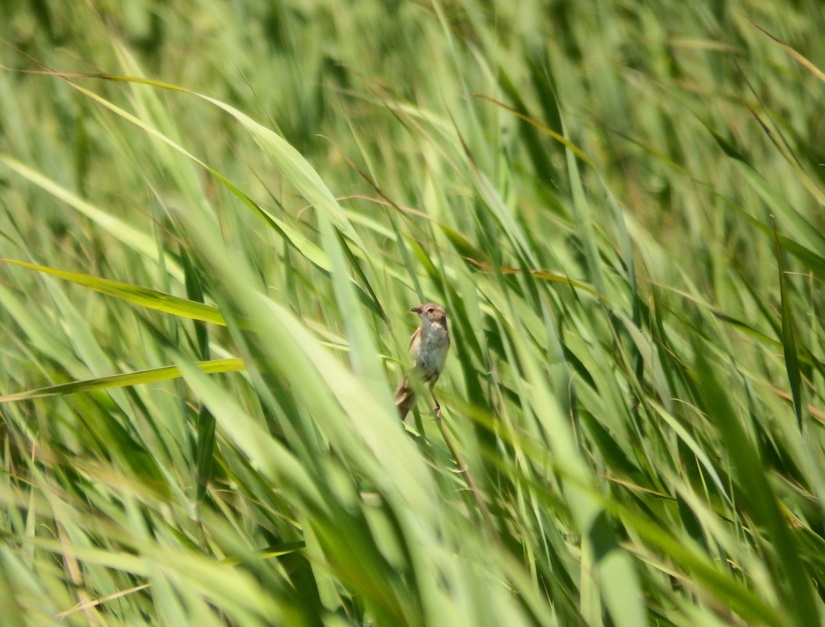 Marsh Grassbird - ML620465551