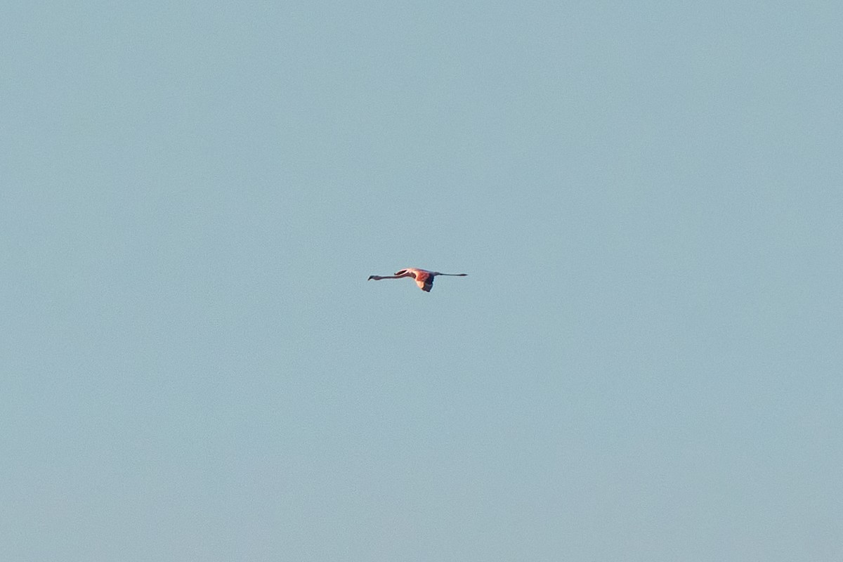 Chilean Flamingo - ML620465554