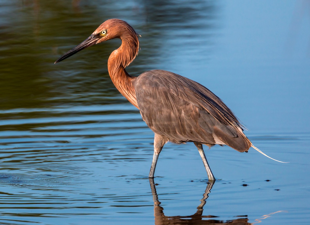 Reddish Egret - ML620465556