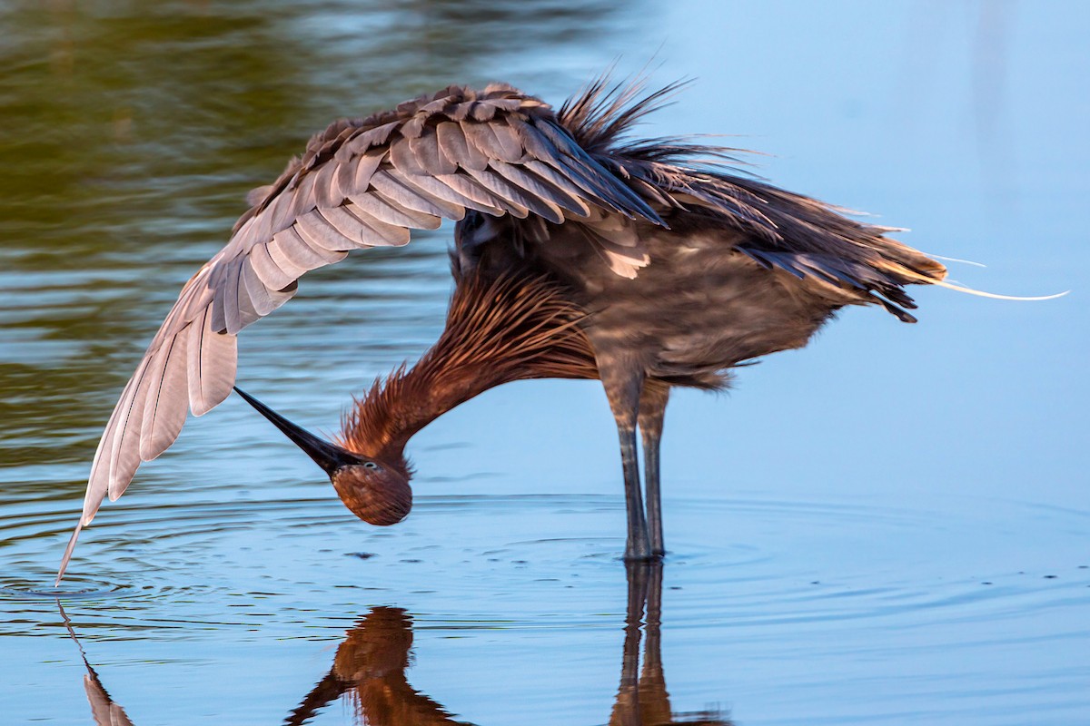 Reddish Egret - ML620465559