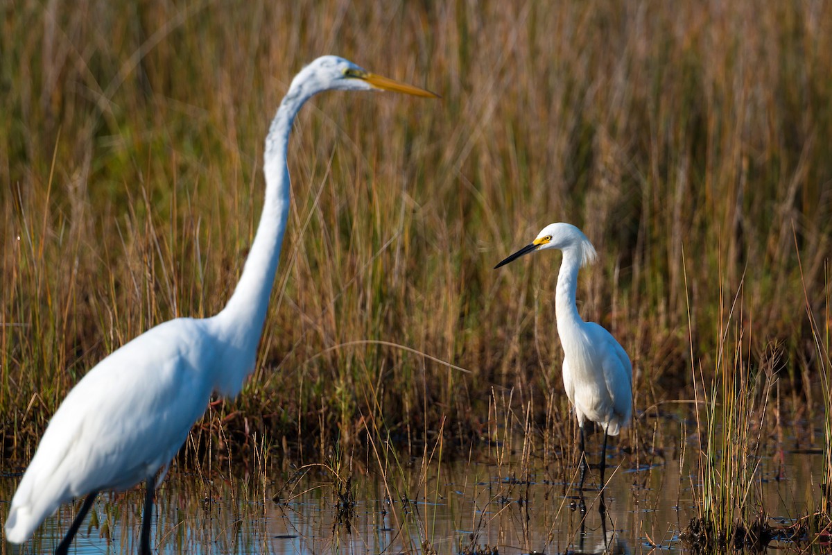 Great Egret - William Clark