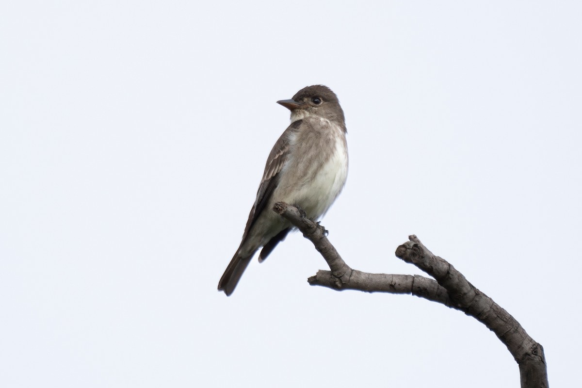 Olive-sided Flycatcher - ML620465568