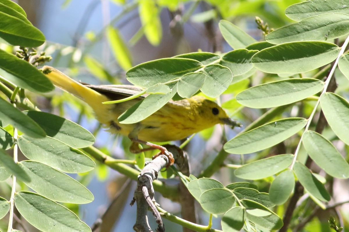 Goldwaldsänger - ML620465570