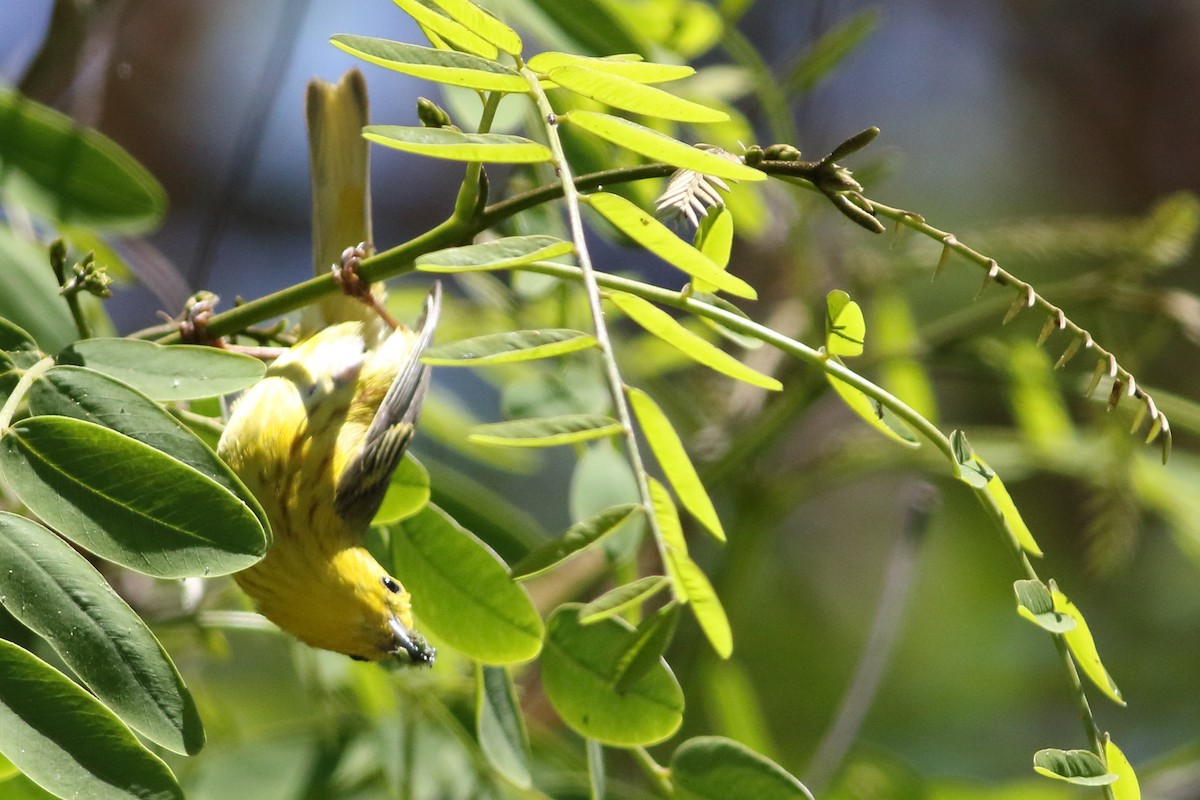 Yellow Warbler - ML620465571