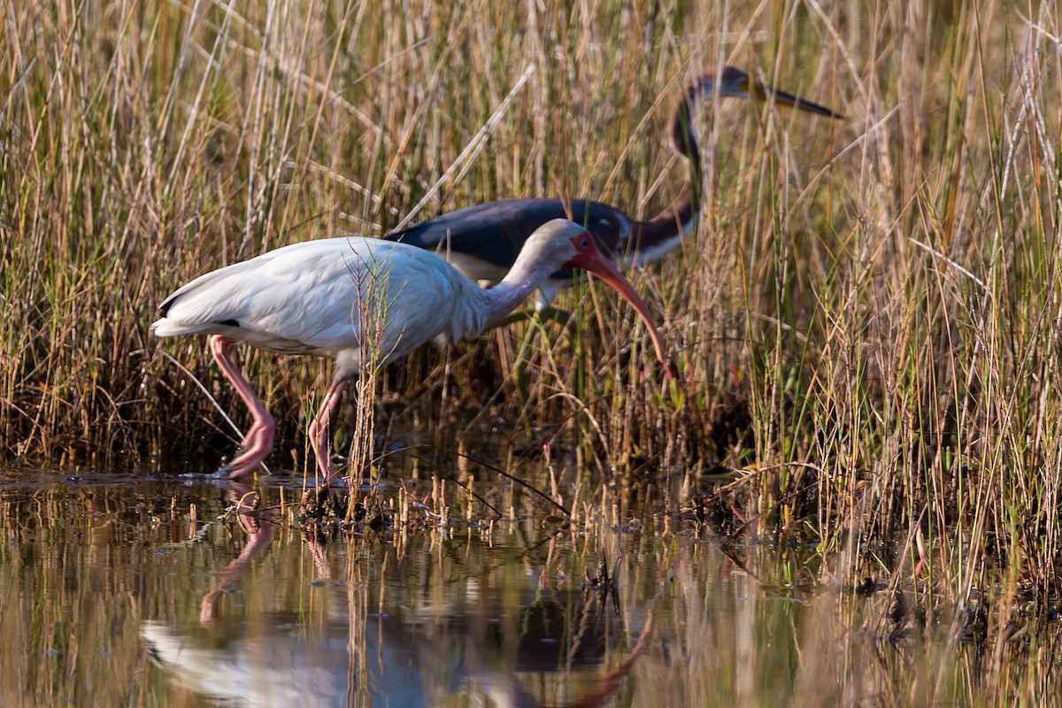 ibis bílý - ML620465573