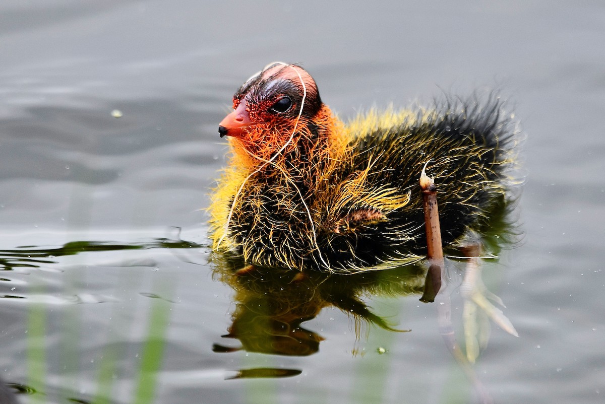 American Coot - ML620465576