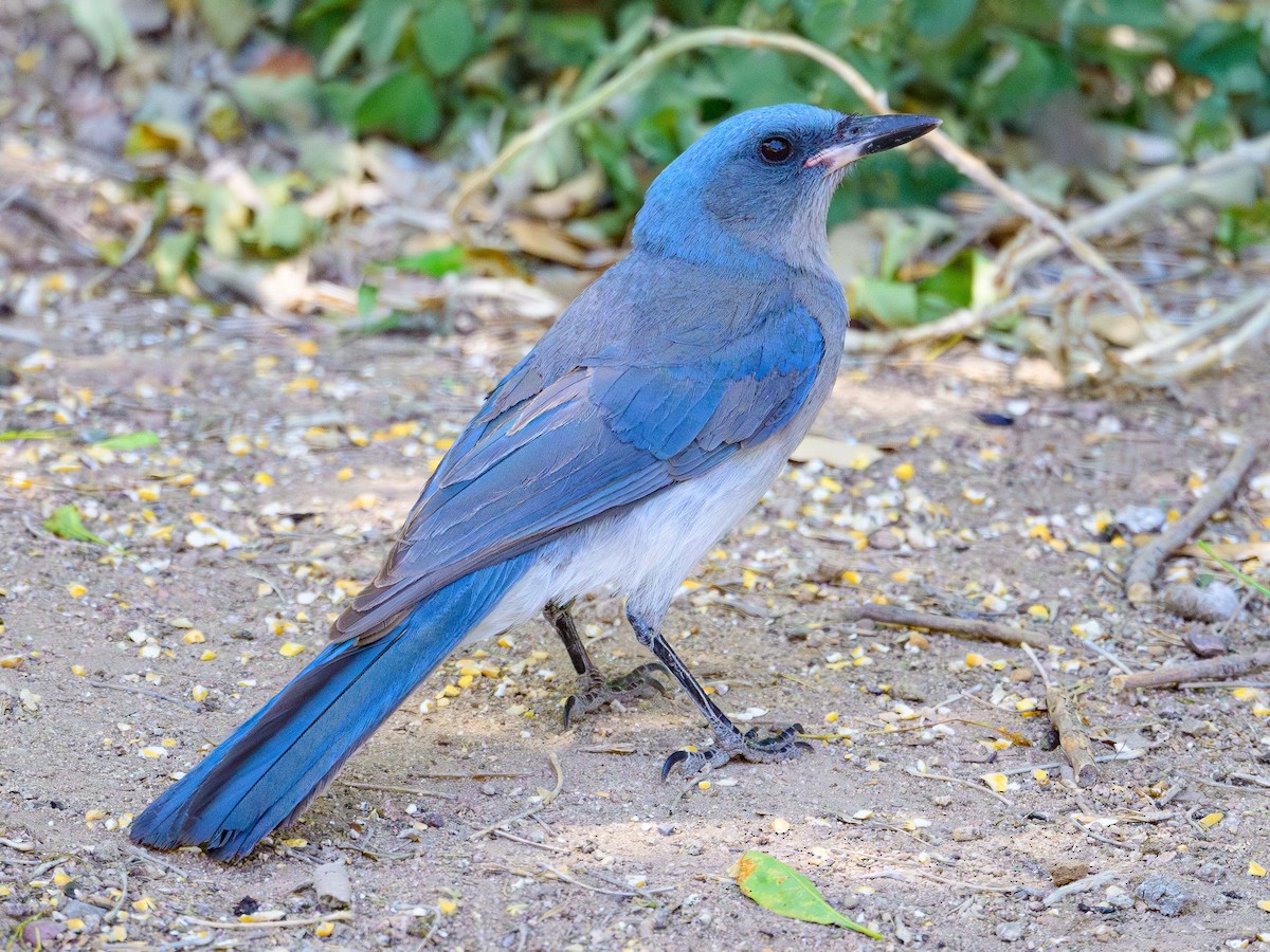 Mexican Jay - ML620465578