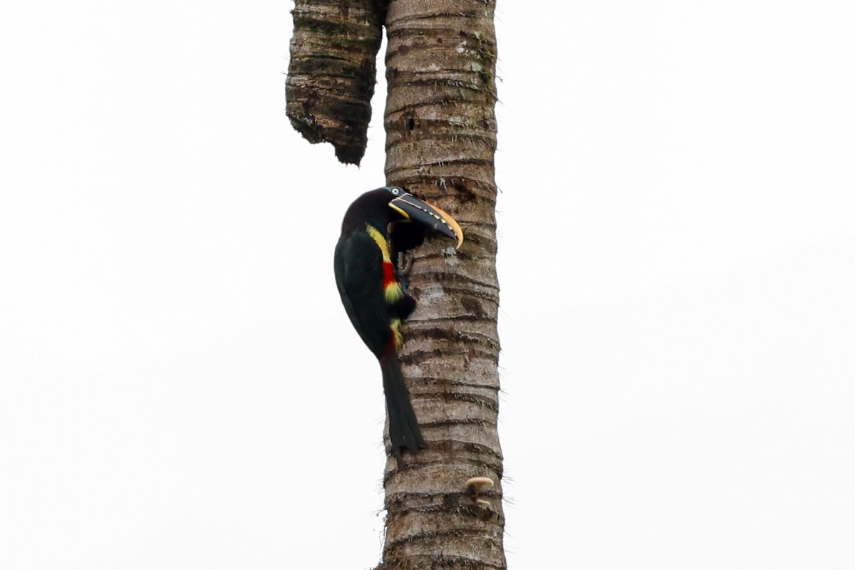 Chestnut-eared Aracari - ML620465581