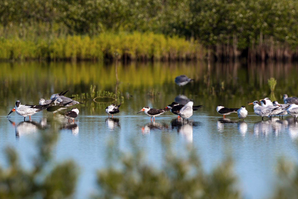 Royal Tern - ML620465583