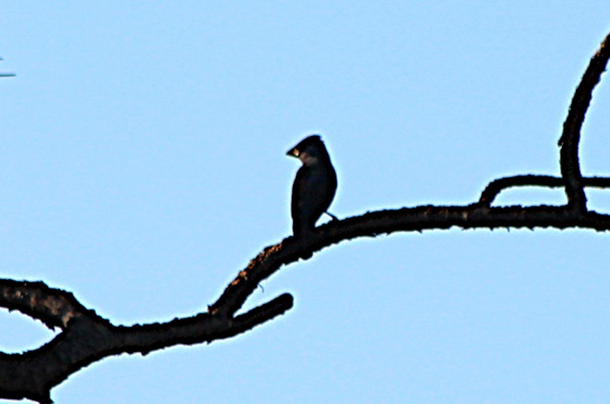 Blue Grosbeak - ML620465588