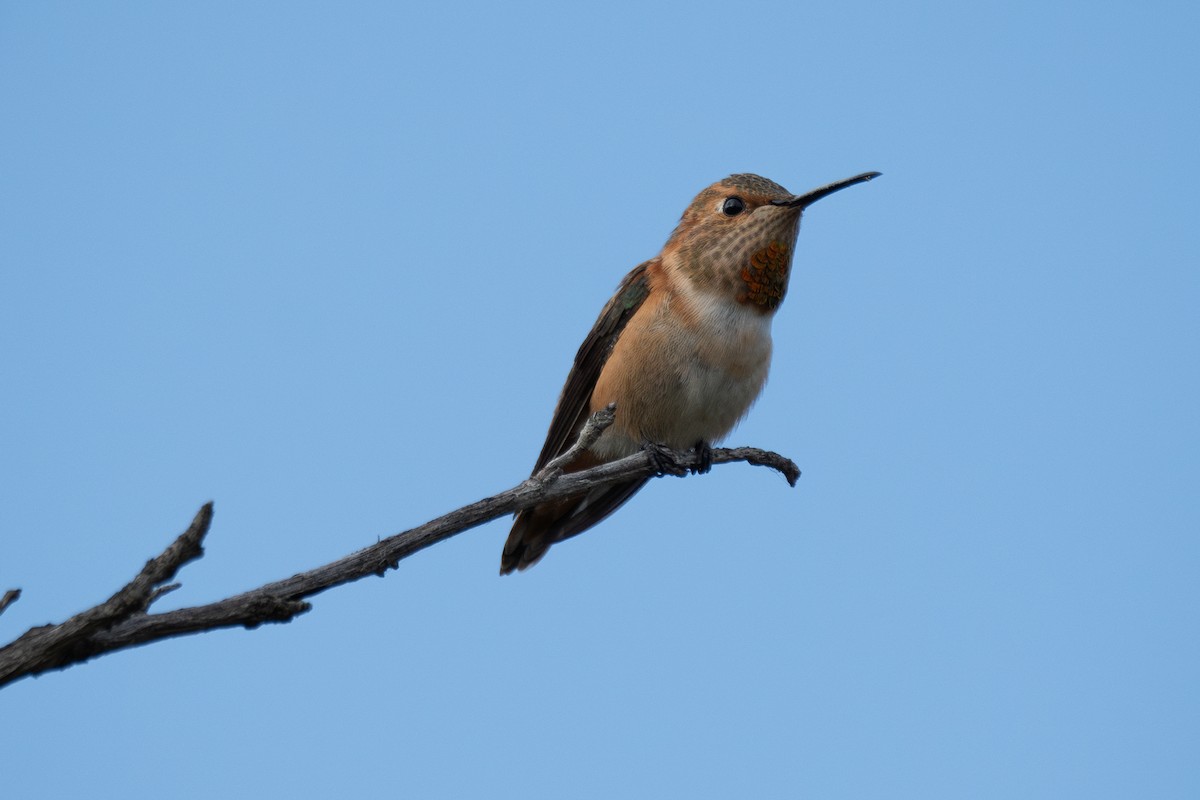 Allen's Hummingbird - ML620465589