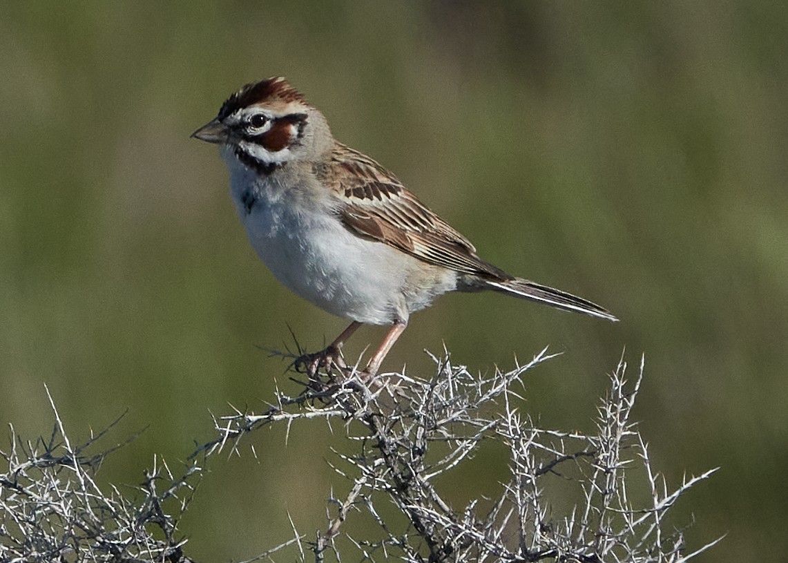 Lark Sparrow - ML620465591