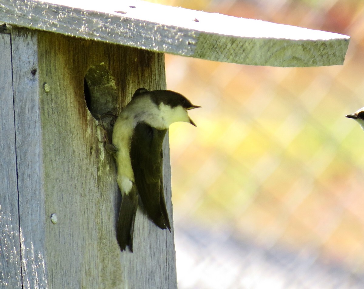 Golondrina Bicolor - ML620465592