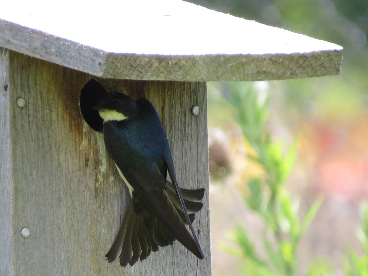 Tree Swallow - ML620465593