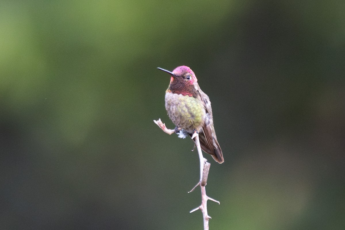 Anna's Hummingbird - ML620465596