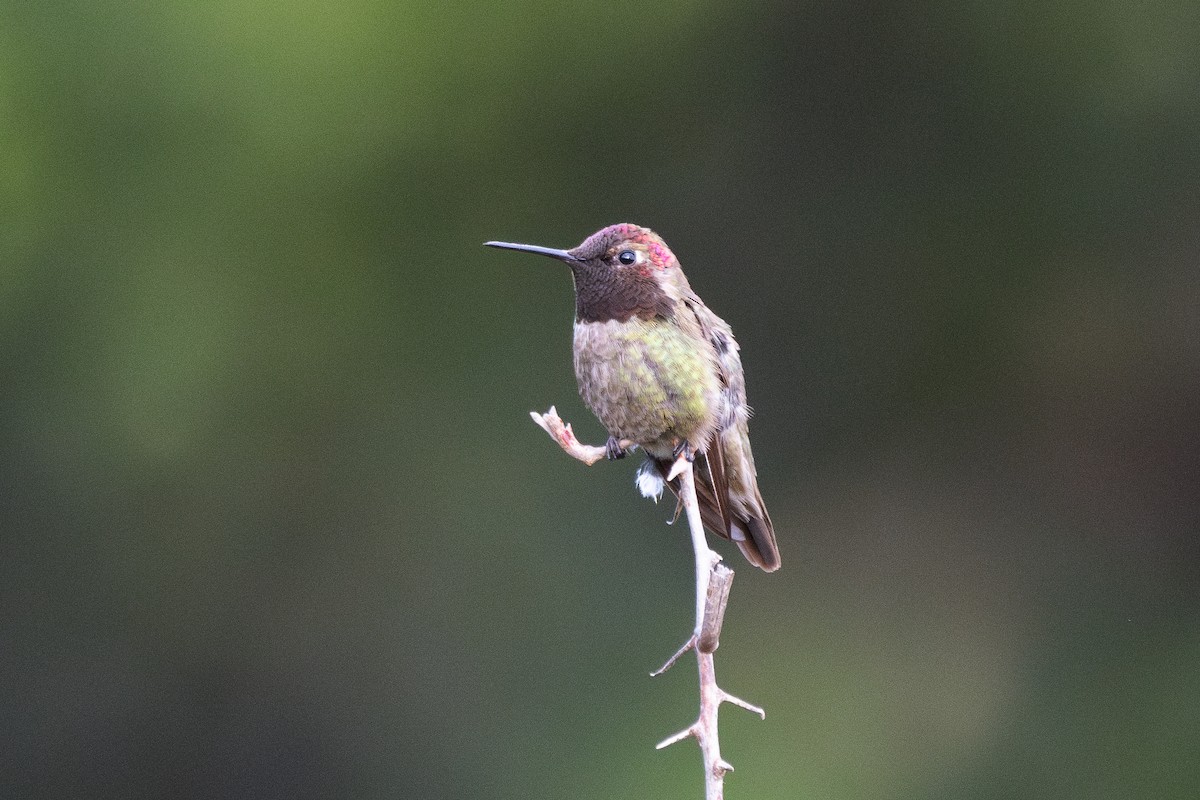 Anna's Hummingbird - ML620465597