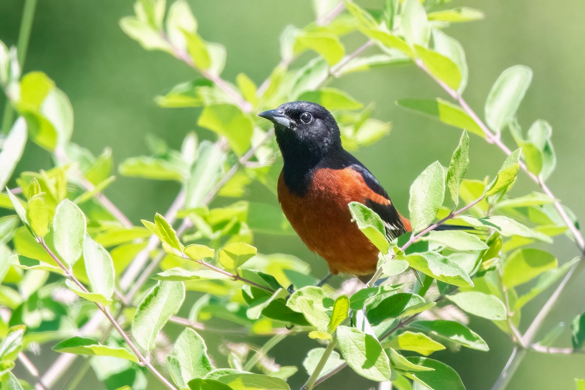 Orchard Oriole - ML620465598
